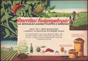 Villamosplakát: Amerikai burgonyabogár! Ha megtalálod, azonnal jelentsd a tanácsnak!, 33,5×24 cm