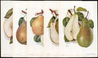 cca 1930-1940 Különféle körtefajták leírásai, színes, egészoldalas ábrákkal illusztrálva, a Kertészet műmellékletei, Bp., Stephaneum-ny., 7 db