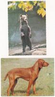 20 db MODERN állatos képeslap / 20 modern animal motive postcards