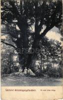 Bikszád-gyógyfürdő, Baile Bixad; ezer éves tölgy kirándulókkal. Divald Károly fia / 1000 years old oak tree with hikers (Rb)