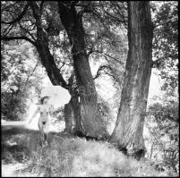 Randevú a farkassal, Menesdorfer Lajos (1941-2005) budapesti fotóművész hagyatékából, 1 db vintage NEGATÍV az aktfényképezés műfajából, 6x6 cm