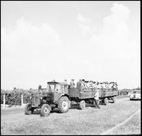 Kotnyek Antal (1921-1990) budapesti fotóriporter hagyatékából 13 db vintage NEGATÍV, vegyes témákról...
