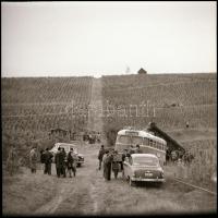 cca 1966 IBUSZ busz a villányi szüreten, 2 db vintage NEGATÍV, Kotnyek Antal (1921-1990) budapesti fotóriporter hagyatékából, 6x6 cm