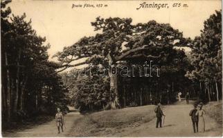 1923 Hinterbrühl, Anninger, Breite Föhre / forest (EK)