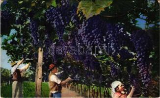 Bolzano, Bozen (Südtirol); Traubenlese / Vendemmia / grape harvest, South Tyrolean folklore (EK)