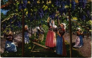 Bolzano, Bozen (Südtirol); Weinlese / Vendemmia / grape harvest, South Tyrolean folklore (EK)