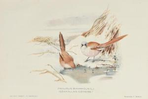 Természettudományi Közlöny. XXXVI. kötet. Bp., 1904, Kir. Magy. Természettudományi Társulat. Kiadói ...