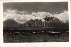 1940 Tátralomnic, Tatranská Lomnica (Tátra, Magas-Tátra, Vysoké Tatry); Lomnicky stít / Lomnici-csúcs, tehenek / mountain peak, cows (EK)