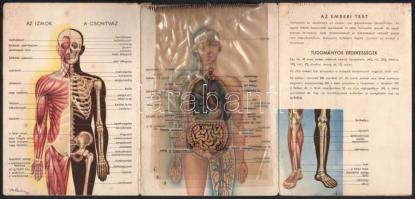 cca 1940 Az emberi test, Bayer gyógyszergyár képes ismertető prospektusa, Bp., Klösz-ny., kissé kopo...