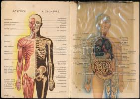 cca 1940 Az emberi test, Bayer gyógyszergyár képes ismertető prospektusa, Bp., Klösz-ny., kissé kopo...