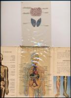 cca 1940 Az emberi test, Bayer gyógyszergyár képes ismertető prospektusa, Bp., Klösz-ny., kissé kopo...