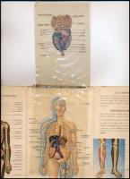 cca 1940 Az emberi test, Bayer gyógyszergyár képes ismertető prospektusa, Bp., Klösz-ny., kissé kopo...