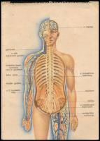 cca 1940 Az emberi test, Bayer gyógyszergyár képes ismertető prospektusa, Bp., Klösz-ny., kissé kopo...
