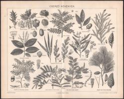 cca 1890-1900 össz. 25 db növényi témájú metszet és nyomat, többségében a Pallas Nagy Lexikonából és a Meyers Konv.-Lexikon 6. kiadásából, 24x30 cm körüli méretben