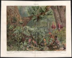 cca 1890-1900 össz. 25 db növényi témájú metszet és nyomat, többségében a Pallas Nagy Lexikonából és...