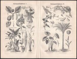 cca 1890-1900 össz. 25 db növényi témájú metszet és nyomat, többségében a Pallas Nagy Lexikonából és...