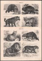 cca 1890-1900 össz. 15 db állat témájú metszet és nyomat, többségében a Pallas Nagy Lexikonából és a Meyers Konv.-Lexikon 4. kiadásából, néhány lap szélén apró foltokkal, 24x30 cm körüli méretben