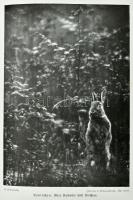 Lebensbilder aus der Tierwelt. Erster Band. Erste Reihe: Säugetiere I. Hrsg. von H. Meerwarth. Leipz...