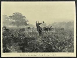 Lebensbilder aus der Tierwelt. Erster Band. Erste Reihe: Säugetiere I. Hrsg. von H. Meerwarth. Leipz...