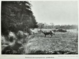 Lebensbilder aus der Tierwelt. Erster Band. Erste Reihe: Säugetiere I. Hrsg. von H. Meerwarth. Leipz...
