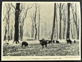 Lebensbilder aus der Tierwelt. Erster Band. Erste Reihe: Säugetiere I. Hrsg. von H. Meerwarth. Leipz...