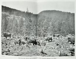 Lebensbilder aus der Tierwelt. Erster Band. Erste Reihe: Säugetiere I. Hrsg. von H. Meerwarth. Leipz...