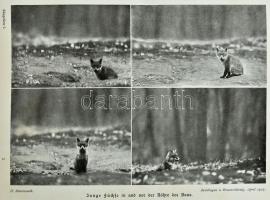 Lebensbilder aus der Tierwelt. Erster Band. Erste Reihe: Säugetiere I. Hrsg. von H. Meerwarth. Leipz...