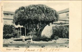 1905 Tenerife, Drago-Laguna / Dragon tree (EK)