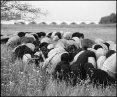 1979 Hortobágy, 4 db szabadon felhasználható, professzionális minőségű, vintage NEGATÍV, 6x7 cm