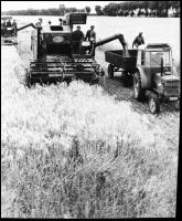 cca 1945 és 1948 között készült felvételek országszerte, a mezőgazdasági termelés beindulásáról, föl...