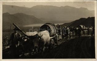 Bolzano, Bozen (Südtirol); wine transporting ox cart after harvest, South Tyrolean folklore. J.F. Amonn
