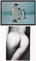 39 db MODERN képeslap: állat és reklám motívumok / 39 modern postcards: animal and advertising motives