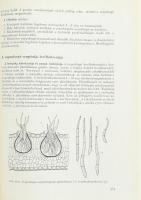 Szepessy István, dr.: Mezőgazdasági növénytan. Bp., 1967. Mezőgazdasági kiadó Kiadói vászonkötésben,...