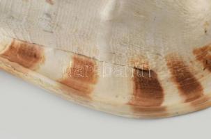 Monumentális tengeri sisak csiga ház. 28x22x23cm