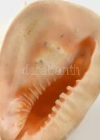 Monumentális tengeri sisak csiga ház. 28x22x23cm