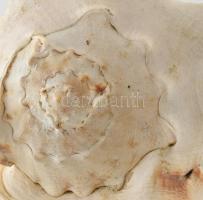 Monumentális tengeri sisak csiga ház. 28x22x23cm