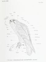 Chernel István: Magyarország madarai I-III. (I.,II/1.-2.) köt. Állami Könyvterjesztő Vállalat reprin...