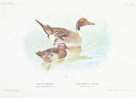 Chernel István: Magyarország madarai I-III. (I.,II/1.-2.) köt. Állami Könyvterjesztő Vállalat reprin...