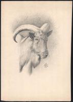 Tóth Gyula (1891-1970): Muflon, 1942. Ceruza, papír, jelzett, lapszéli apró foltokkal, 31x21,5 cm