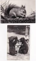 10 db MODERN állatos motívum képeslap / 10 modern animal motive postcards