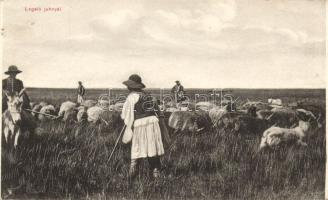 Sheperd, not postcard