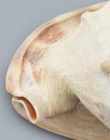 Monumentális tengeri sisak csiga ház. 25x20x18cm