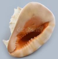 Monumentális tengeri sisak csiga ház. 25x20x18cm