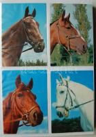 Lovak, több mint 200 modern motívumlap albumban / Horses, more than 200 modern thematic postcards in album