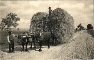 Szénásszekeret húzó ökrök / Oxen pulling hay wagon