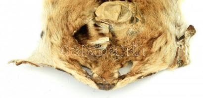 Hiúz gerezna, kikészített bőr, szőrme. 88 cm