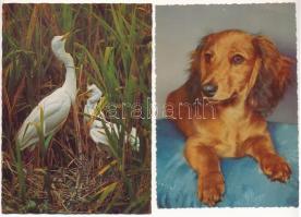 20 db MODERN állatos motívum képeslap / 20 modern motive postcards: animals