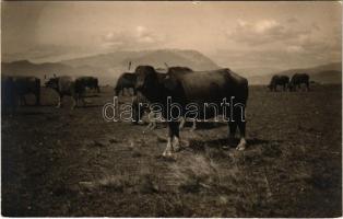 Romanian folklore, oxen. Marietta Jekelius (Brassó, Brasov) photo