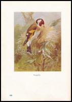 Vertse Albert: A kert madárvilága. Dr. Csörgey Titusz, Vezényi Elemér és Nécsey István festményeivel...