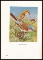 Vertse Albert: A kert madárvilága. Dr. Csörgey Titusz, Vezényi Elemér és Nécsey István festményeivel...